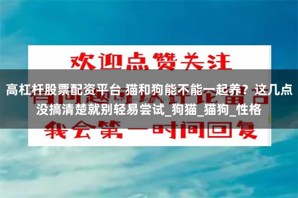 高杠杆股票配资平台 猫和狗能不能一起养？这几点没搞清楚就别轻易尝试_狗猫_猫狗_性格